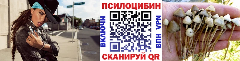 Купить закладки  Челябинск  Псилоцибиновые грибы Psilocybine cubensis 